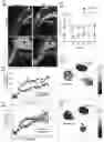 Fig. 47 - Prevention of tissue ischemia and related methods