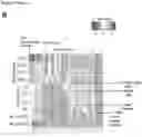 Fig. 33 - Methods for sensitizing cancer cells to T cell-mediated killing by modulating molecular pathways