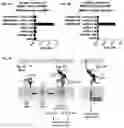 Fig. 06 - Agents that modulate immune cell activation and methods of use thereof
