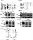 Fig. 07 - Agents that modulate immune cell activation and methods of use thereof