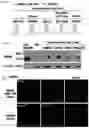 Fig. 08 - Agents that modulate immune cell activation and methods of use thereof
