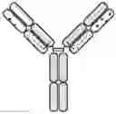 Fig. 01 - ANTIBODY HEAVY CHAIN VARIABLE DOMAINS TARGETING THE NKG2D RECEPTOR