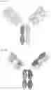 Fig. 08 - ANTIBODY HEAVY CHAIN VARIABLE DOMAINS TARGETING THE NKG2D RECEPTOR