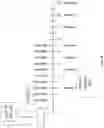 Fig. 35 - ANTIBODY HEAVY CHAIN VARIABLE DOMAINS TARGETING THE NKG2D RECEPTOR