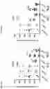 Fig. 40 - ANTIBODY HEAVY CHAIN VARIABLE DOMAINS TARGETING THE NKG2D RECEPTOR