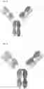 Fig. 42 - ANTIBODY HEAVY CHAIN VARIABLE DOMAINS TARGETING THE NKG2D RECEPTOR