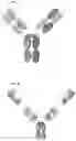 Fig. 43 - ANTIBODY HEAVY CHAIN VARIABLE DOMAINS TARGETING THE NKG2D RECEPTOR