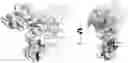 Fig. 01 - Anti-IL1RAP antibodies