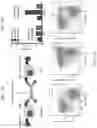 Fig. 11 - CD30 bispecific antibodies and method of immunotherapy of CD30+ malignancies