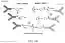 Fig. 12 - CD30 bispecific antibodies and method of immunotherapy of CD30+ malignancies