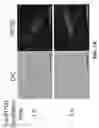 Fig. 02 - Photosensitizing antibody-fluorophore conjugates