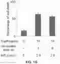 Fig. 08 - Photosensitizing antibody-fluorophore conjugates