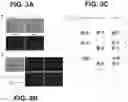 Fig. 16 - Photosensitizing antibody-fluorophore conjugates