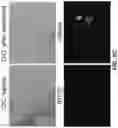 Fig. 21 - Photosensitizing antibody-fluorophore conjugates