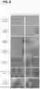 Fig. 31 - Photosensitizing antibody-fluorophore conjugates