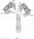 Fig. 15 - Deimmunized Serum-Binding Domains and Their Use in Extending Serum Half-Life