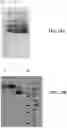 Fig. 17 - Deimmunized Serum-Binding Domains and Their Use in Extending Serum Half-Life