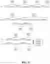 Fig. 19 - Deimmunized Serum-Binding Domains and Their Use in Extending Serum Half-Life
