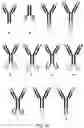 Fig. 31 - Deimmunized Serum-Binding Domains and Their Use in Extending Serum Half-Life