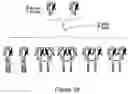 Fig. 35 - Deimmunized Serum-Binding Domains and Their Use in Extending Serum Half-Life