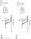 Fig. 06 - Antibodies to coagulation factor XIa and uses thereof