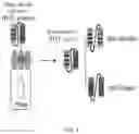 Fig. 02 - Human-derived insecticidal bt cry toxin mimetic, and design method and application thereof