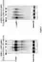 Fig. 03 - Methods of making multispecific antigen-binding molecules