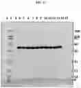 Fig. 18 - DLL3 binding proteins and methods of use