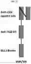 Fig. 22 - DLL3 binding proteins and methods of use