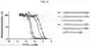 Fig. 25 - DLL3 binding proteins and methods of use