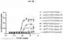 Fig. 41 - DLL3 binding proteins and methods of use
