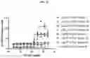 Fig. 42 - DLL3 binding proteins and methods of use