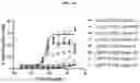 Fig. 45 - DLL3 binding proteins and methods of use