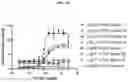 Fig. 46 - DLL3 binding proteins and methods of use
