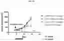 Fig. 60 - DLL3 binding proteins and methods of use