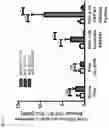 Fig. 05 - Functionalization of biopolymers with growth factor-binding peptides