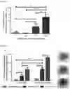 Fig. 13 - Functionalization of biopolymers with growth factor-binding peptides