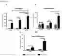 Fig. 16 - Functionalization of biopolymers with growth factor-binding peptides