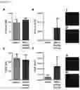 Fig. 22 - Functionalization of biopolymers with growth factor-binding peptides