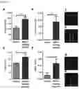 Fig. 23 - Functionalization of biopolymers with growth factor-binding peptides