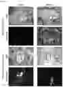 Fig. 24 - Functionalization of biopolymers with growth factor-binding peptides