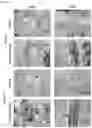 Fig. 26 - Functionalization of biopolymers with growth factor-binding peptides