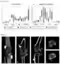 Fig. 27 - Functionalization of biopolymers with growth factor-binding peptides