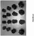 Fig. 05 - PHYSICAL DEPOSITION OF SILICEOUS PARTICLES ON PLASTIC SUPPORT TO ENHANCE SURFACE PROPERTIES