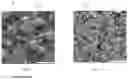 Fig. 02 - Polyolefin blend with unique microphase structure