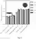 Fig. 08 - Production of cellular spheroids