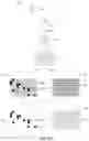 Fig. 05 - Instruments, modules, and methods for improved detection of edited sequences in live cells