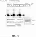 Fig. 10 - System and method for production of on-demand proteins in a portable unit for point of care delivery