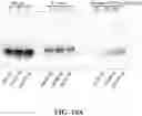 Fig. 12 - System and method for production of on-demand proteins in a portable unit for point of care delivery