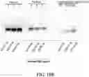Fig. 13 - System and method for production of on-demand proteins in a portable unit for point of care delivery